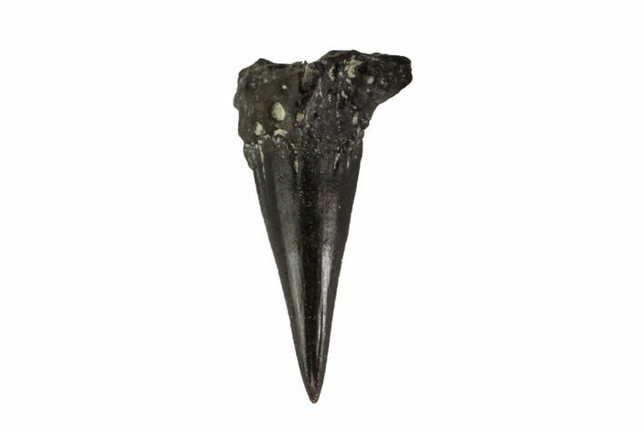 Permian Reptile Tooth - Oklahoma #137639